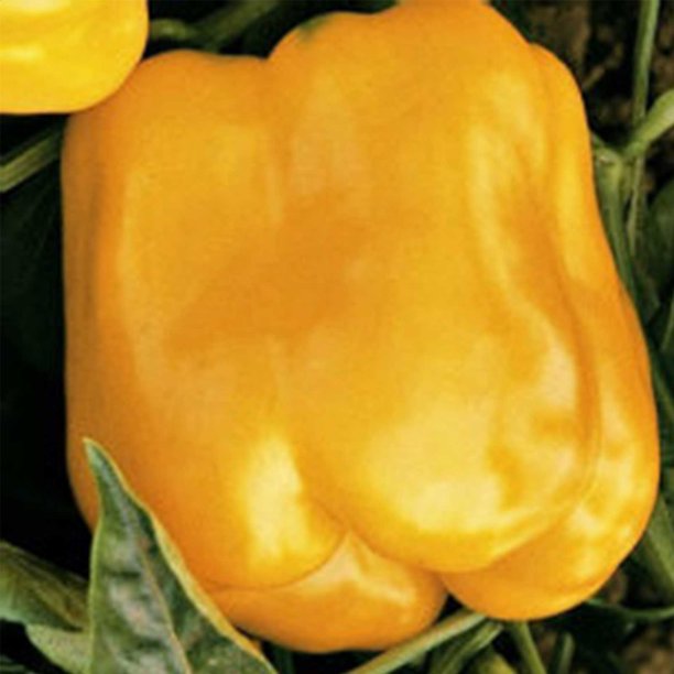 Golden Cal Wonder Sweet Pepper Garden Seeds 1 Lb NonGMO