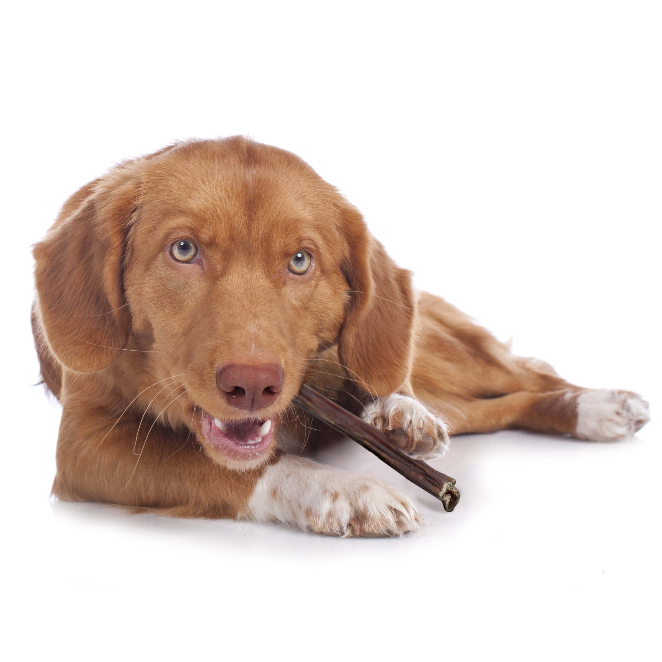 Cadet 100% Beef Stick Dog Treats, Natural Dog Bones for Small & Large Dogs, 12 Ounce