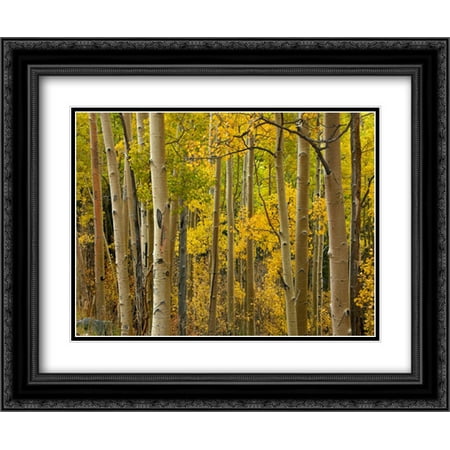 Aspen trees in autumn, Santa Fe National Forest near Santa Fe, New Mexico 2x Matted 24x20 Black Ornate Framed Art Print by Fitzharris, Tim
