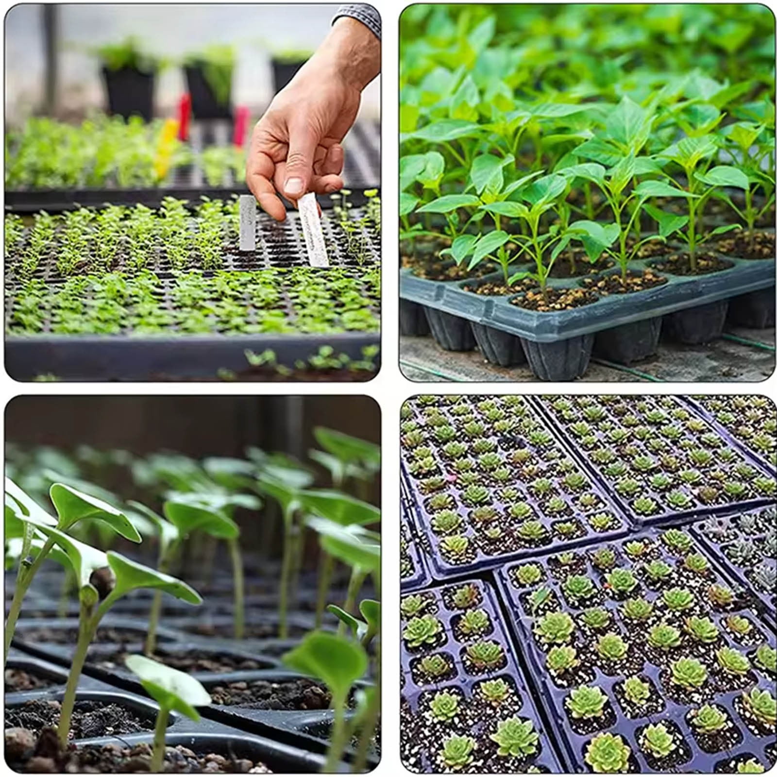 5 Pack 200 Cell Nursery Potting Trays, Plastic Seedling Starter Tray with No Drain Holes, Easy Watering Flat Garden Plant Growing Tray for Indoor Greenhouse Germination, 20.9'' x 10.6''