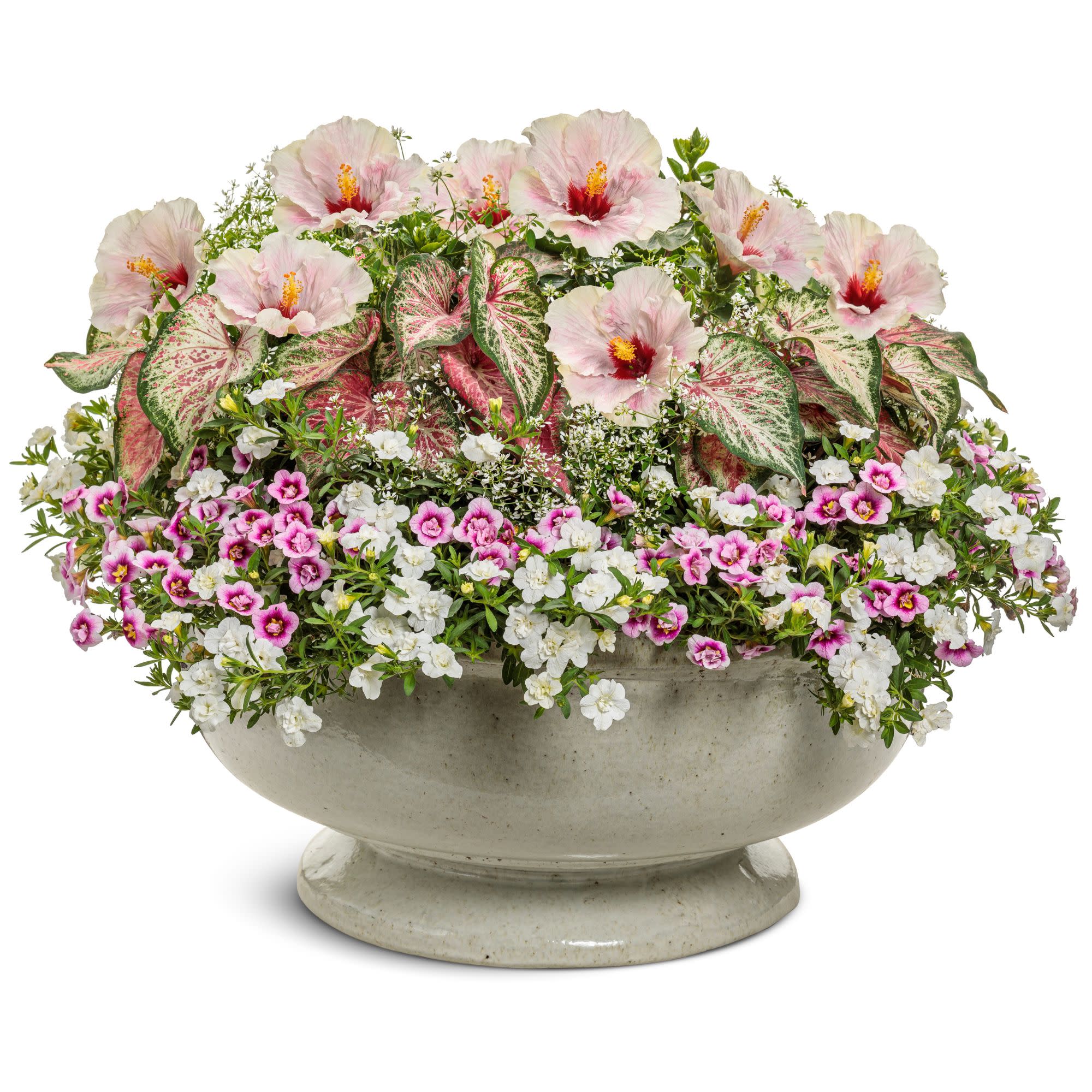 Proven Winners ColorChoice 6" Pink Hollywood Hibiscus America's Sweetheart Tropical Hibiscus Live Plant in 7.5" Pot