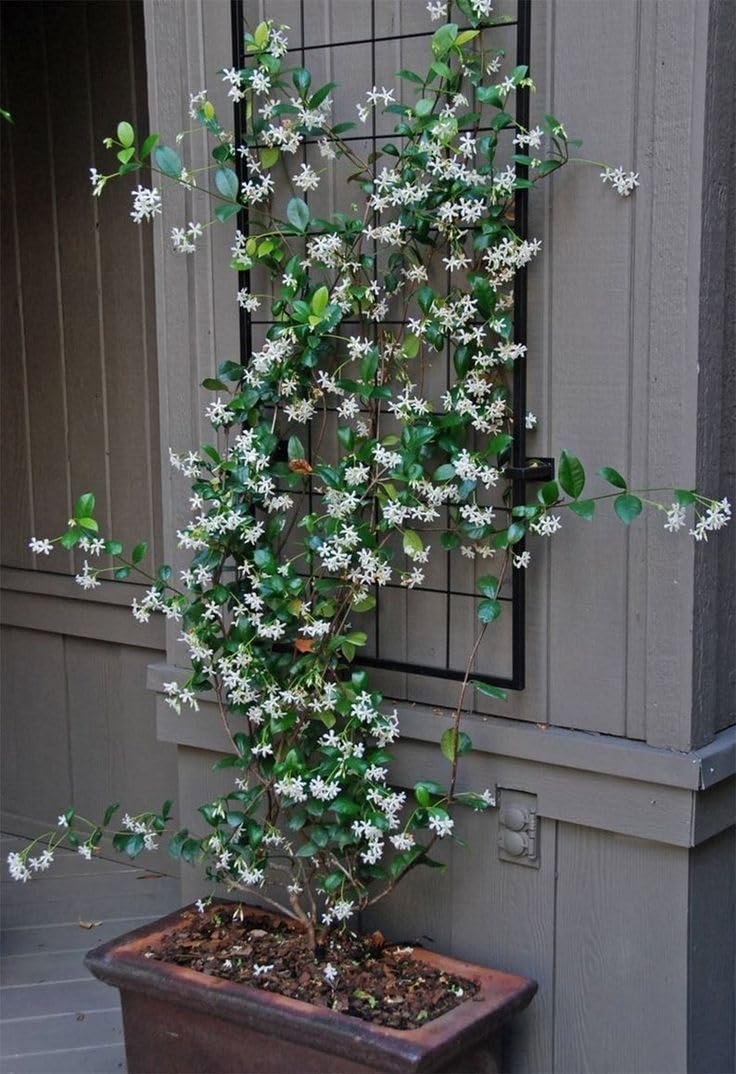 Star Confederate Jasmine  1 Extra Large 3 Gallon Plant  Trachelospermum jasminoides 'Star'  Lush Flowering Vine  Perfect for Trellises and Arbors