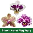 thumbnail image 4 of Element Novelty Spotted Live Orchid Decor (Approx 22" Tall) in 5" Blue & White Planter, 4 of 16