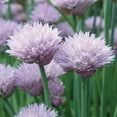 thumbnail image 3 of Burpee Organic Common Chives Herb Seed, 1-Pack, 3 of 4