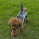 thumbnail image 3 of Chaleco salvavidas para perros, estilo tiburón, adecuado para perros pequeños y medianos-S Kuyhfg Sin marca, 3 of 4