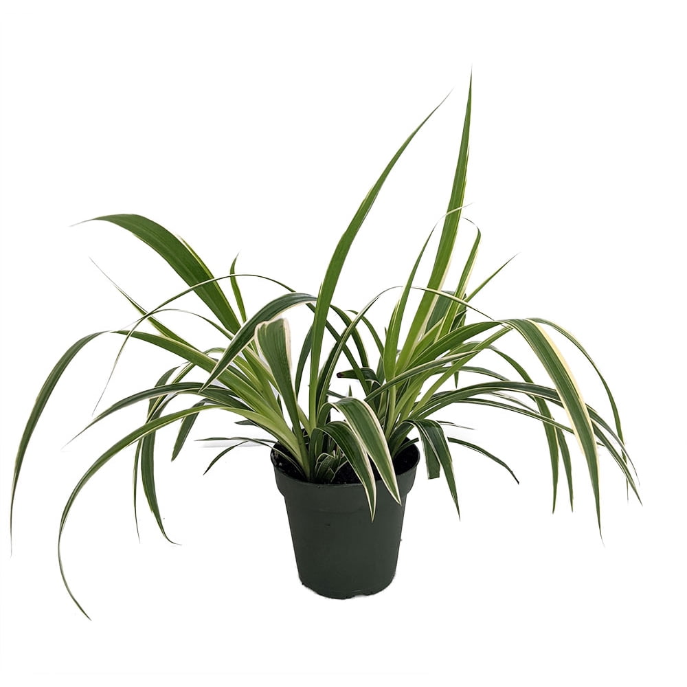 Rare Irish Spider Plant Chlorophytum 4" Pot Collector's Series