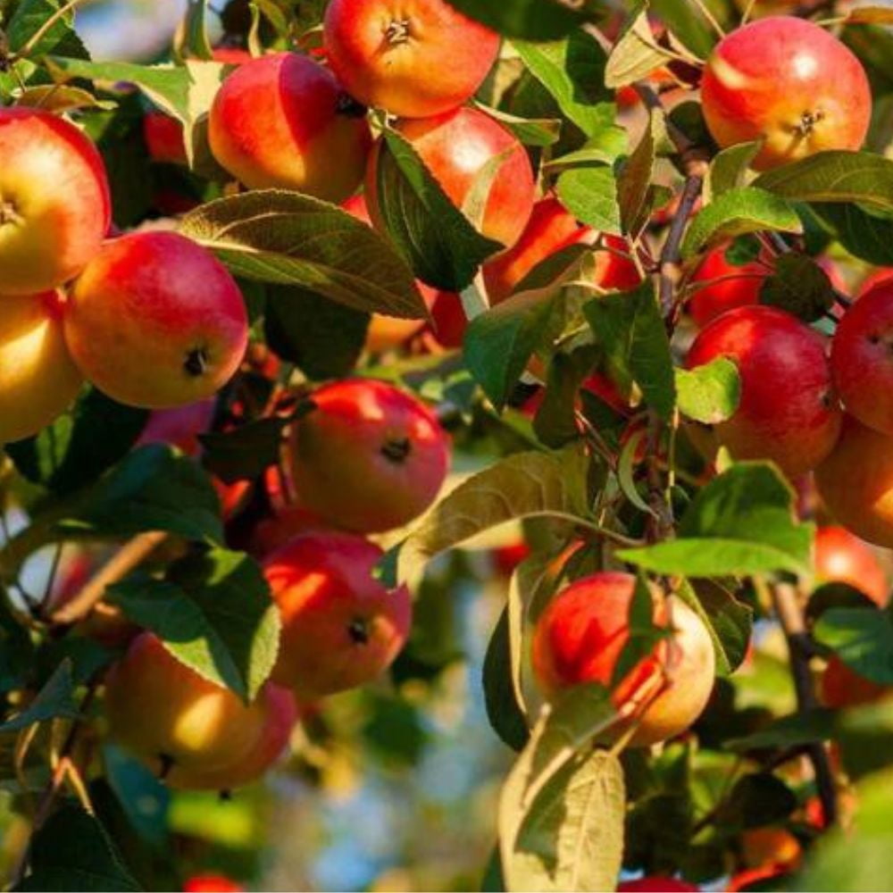 Expert Gardener 1.5- 2 ft tall Winesap Apple Live Tree in 1-Gallon Grower Pot