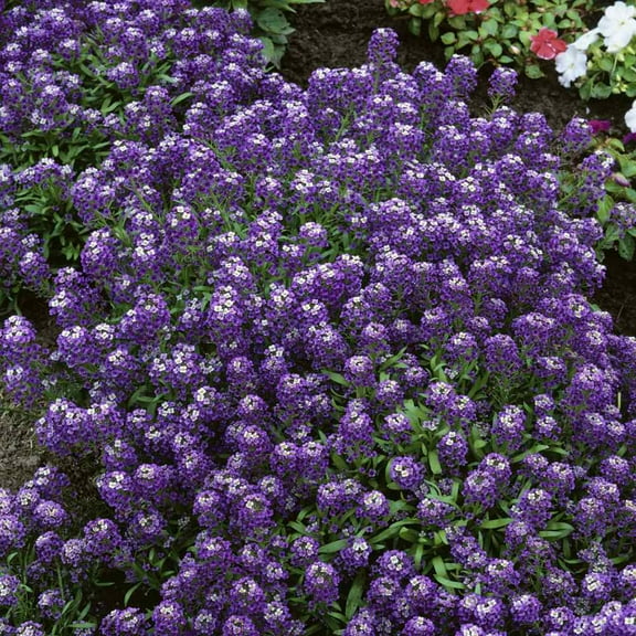 Outsidepride Alyssum Violet Queen Flower Seed - 10000 Seeds
