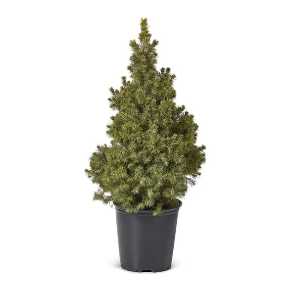 2 Gallon Dwarf Alberta Spruce Shrub