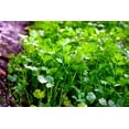 thumbnail image 7 of 25 Organic DWARF LEMON CILANTRO Coriander Spice Coriandrum Sativum Fragrant Herb Seeds, 7 of 7
