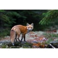 thumbnail image 3 of Cumming, Jim 14x11 Black Modern Framed Museum Art Print Titled - Red Fox in Algonquin Park, 3 of 5
