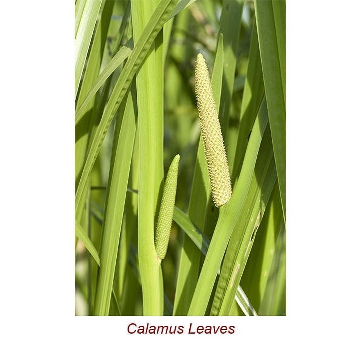 Calamus Essential Oil 1 fl oz (30 ml) - 100% Pure and Natural by Silky Scents