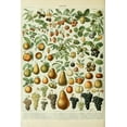 thumbnail image 3 of Assorted Fruits, A, Vintage Bookplate, Adolphe Millot Artwork (100% Cotton Canvas Reusable Tote Bag), 3 of 3
