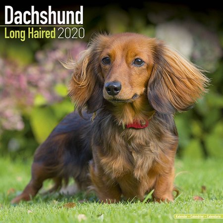 Longhaired Dachshund Calendar 2020 Longhaired Dachshund Dog