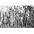 thumbnail image 2 of Urquhart, Elizabeth 32x23 White Modern Wood Framed Museum Art Print Titled - Aspen BW 2, 2 of 4