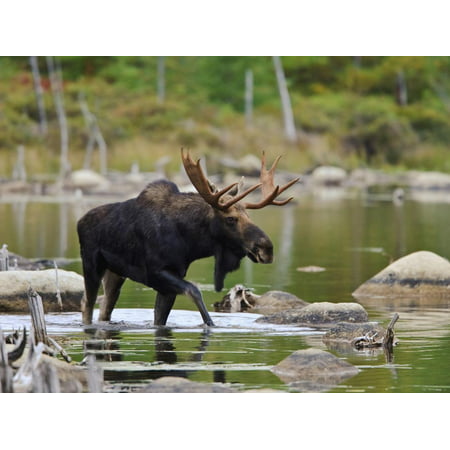 Male Moose (Alces Alces), Baxter State Park, Millinocket, Maine, USA Print Wall Art By Gustav