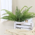 thumbnail image 3 of BKER Home Indoor Small For Outdoor For Indoor Outdoor Shelf Home Fern, 3 of 5