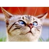 Avanti Press Cat With Ladybug On Nose Deluxe Matte Blank Note Card