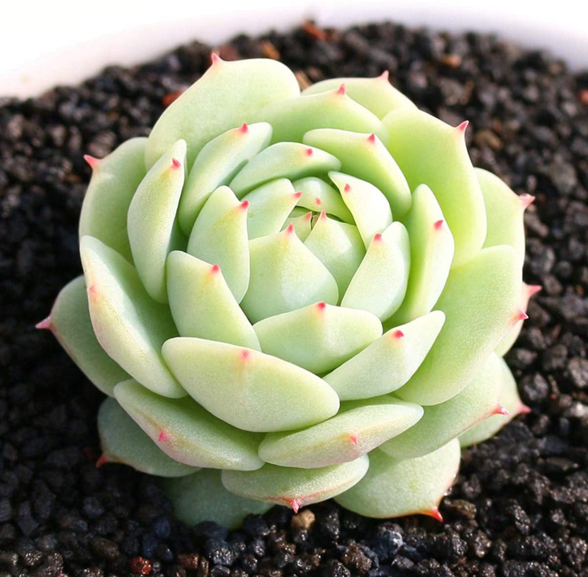 Live Succulent Plant, Echeveria derenbergii Hybrid, Mini Succulent