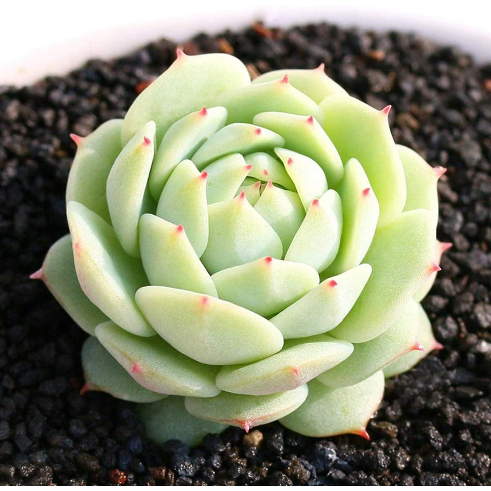 Live Succulent Plant, Echeveria derenbergii Hybrid, Mini Succulent Rooted in 2” Planter, Rare