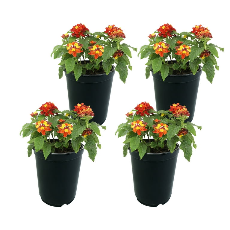 Altman Plants Lantana Assorted Colors...
