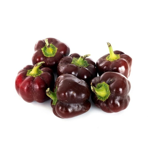 Chocolate Beauty Bell Pepper Premium Seeds for Planting Packet
