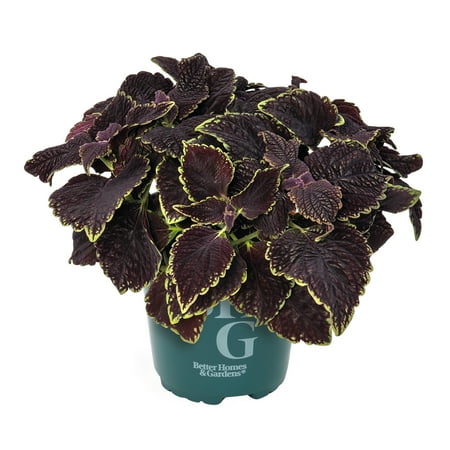 Better Homes & Gardens 2QT Purple Green Coleus Live Plant Grower Pot Part Sun