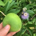 thumbnail image 2 of Plant Good Seed Purple Passionflower / Maypop Seeds - 20 count, Perennial Cold Hardy Vine, Green Fruits, 2 of 6