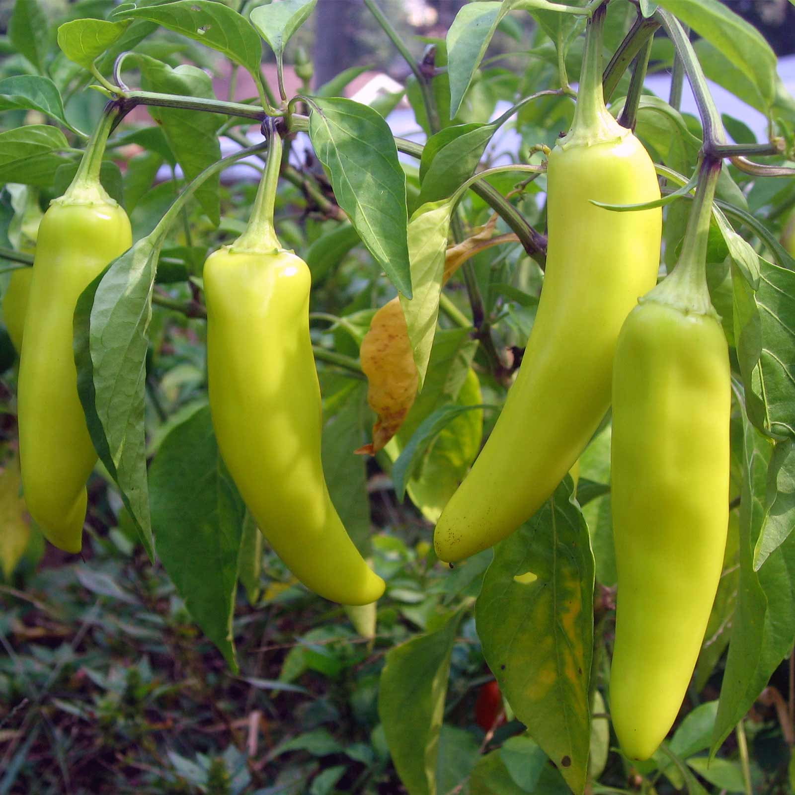 Sweet Banana Pepper Seeds 4 oz NonGMO, Heirloom