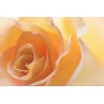 thumbnail image 2 of Mahan, Kathy 32x23 Gold Ornate Wood Framed with Double Matting Museum Art Print Titled - Yellow Roses II, 2 of 4