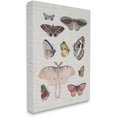 thumbnail image 2 of Moths & Butterflies Vintage Canvas Wall Art by Lil' Rue, 2 of 3