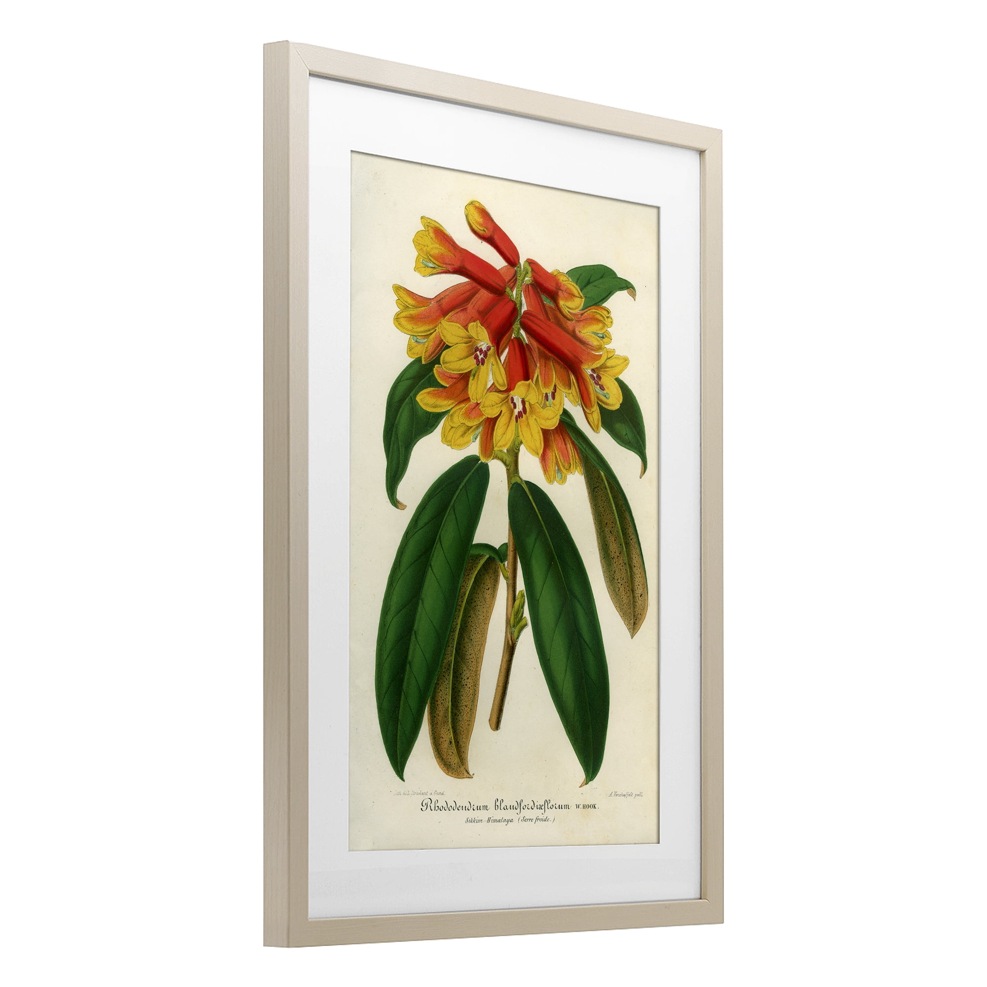 Stupell Industries Orange Yellow Rhododendron Birch Framed Print Under Glass, design by Print Collection