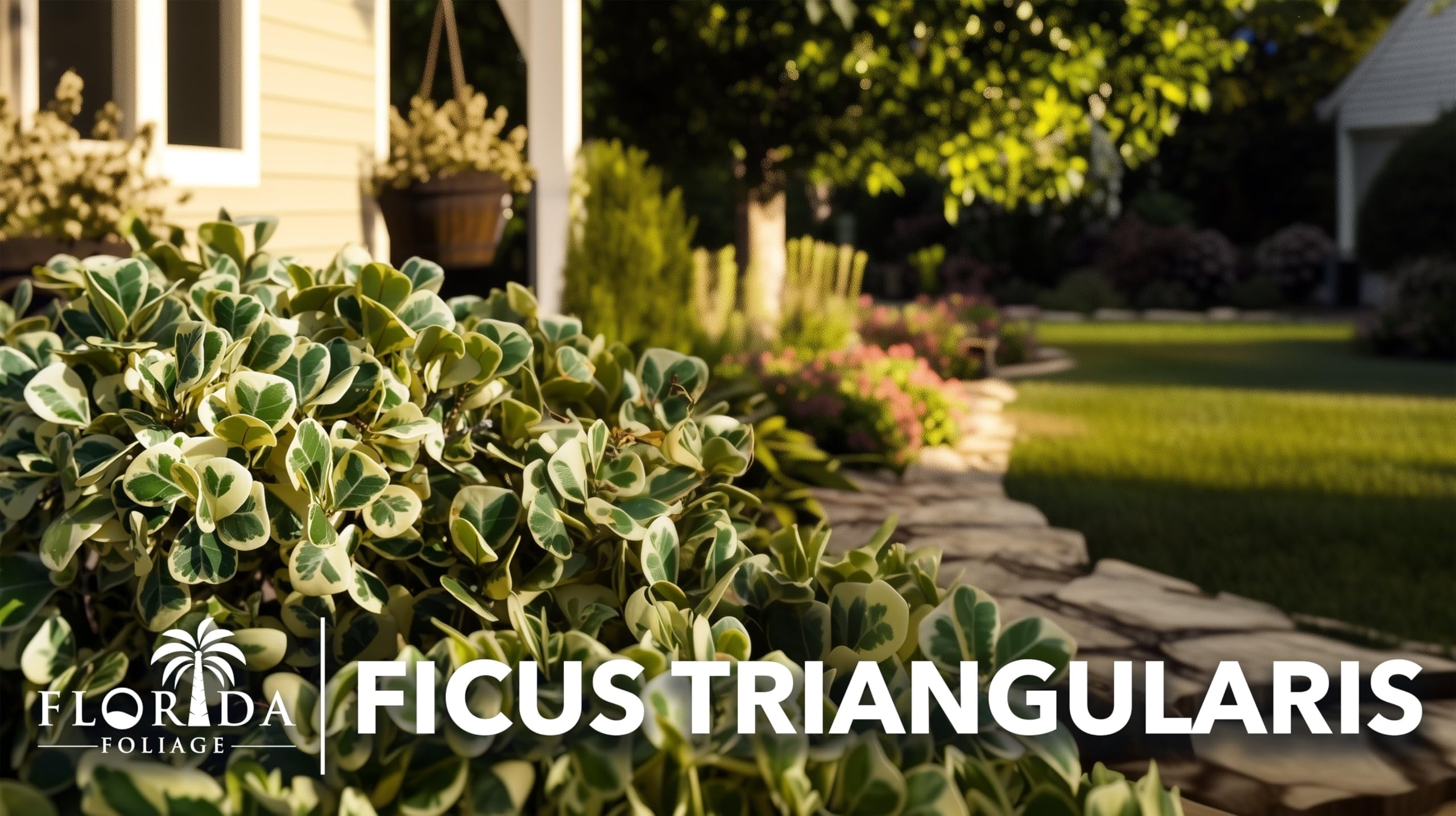 Ficus Triangularis | 20Live Plants | Ficus Triangularis | Indoor Houseplant | Live Evergreen Tree | Low Maintenance | Air Purifying | Unique Leaf Shape | Home or Office Decor