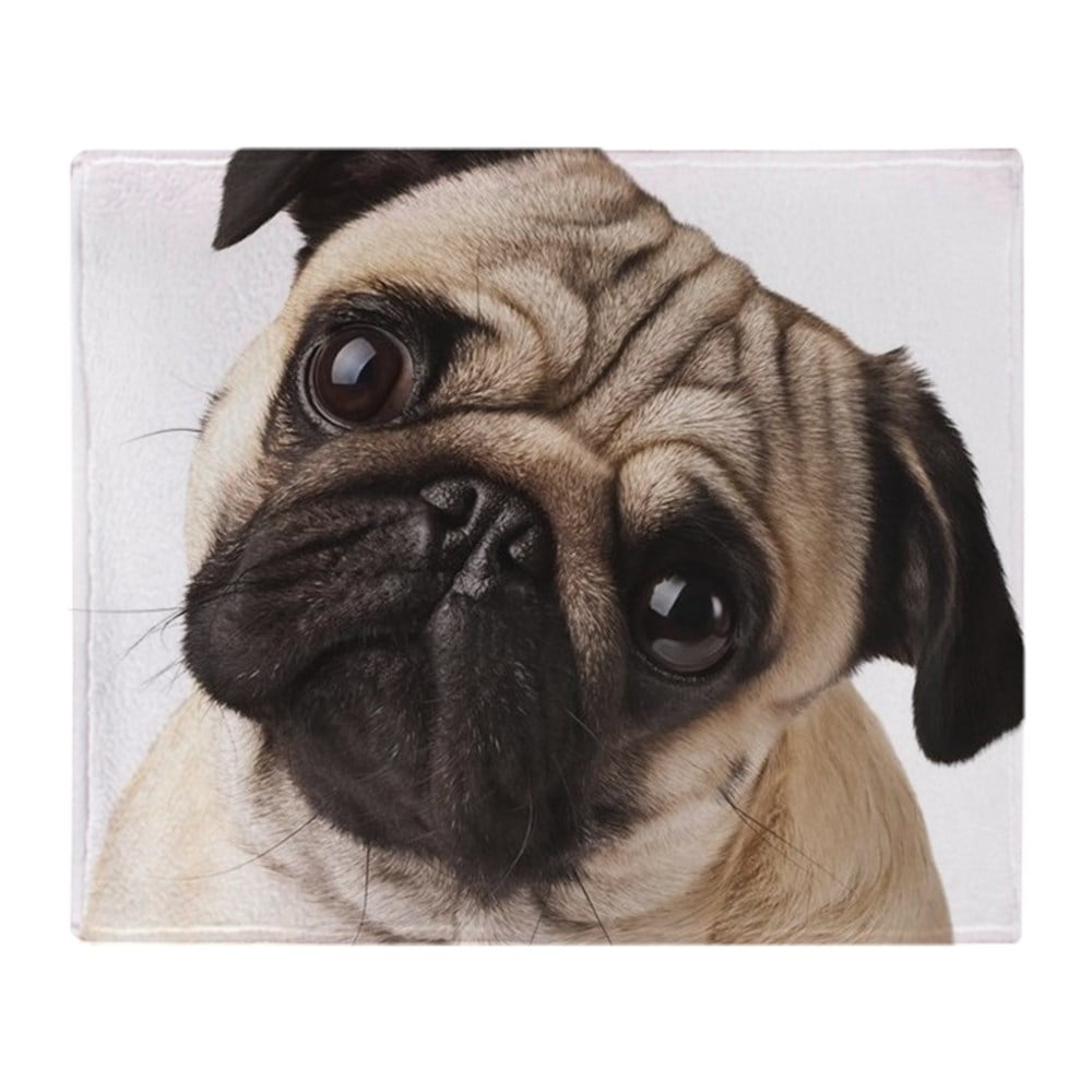pug with blanket