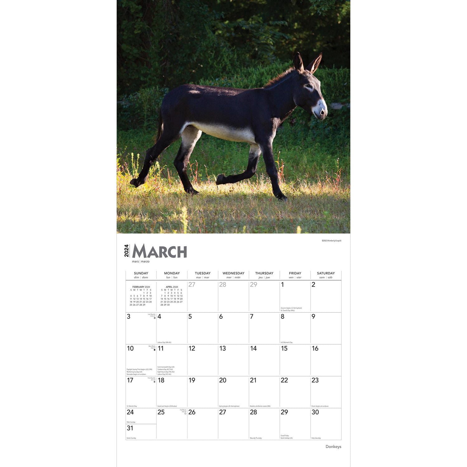 BrownTrout Donkeys 2024 12x24 Inch Square Wall Calendar, 9781975462611