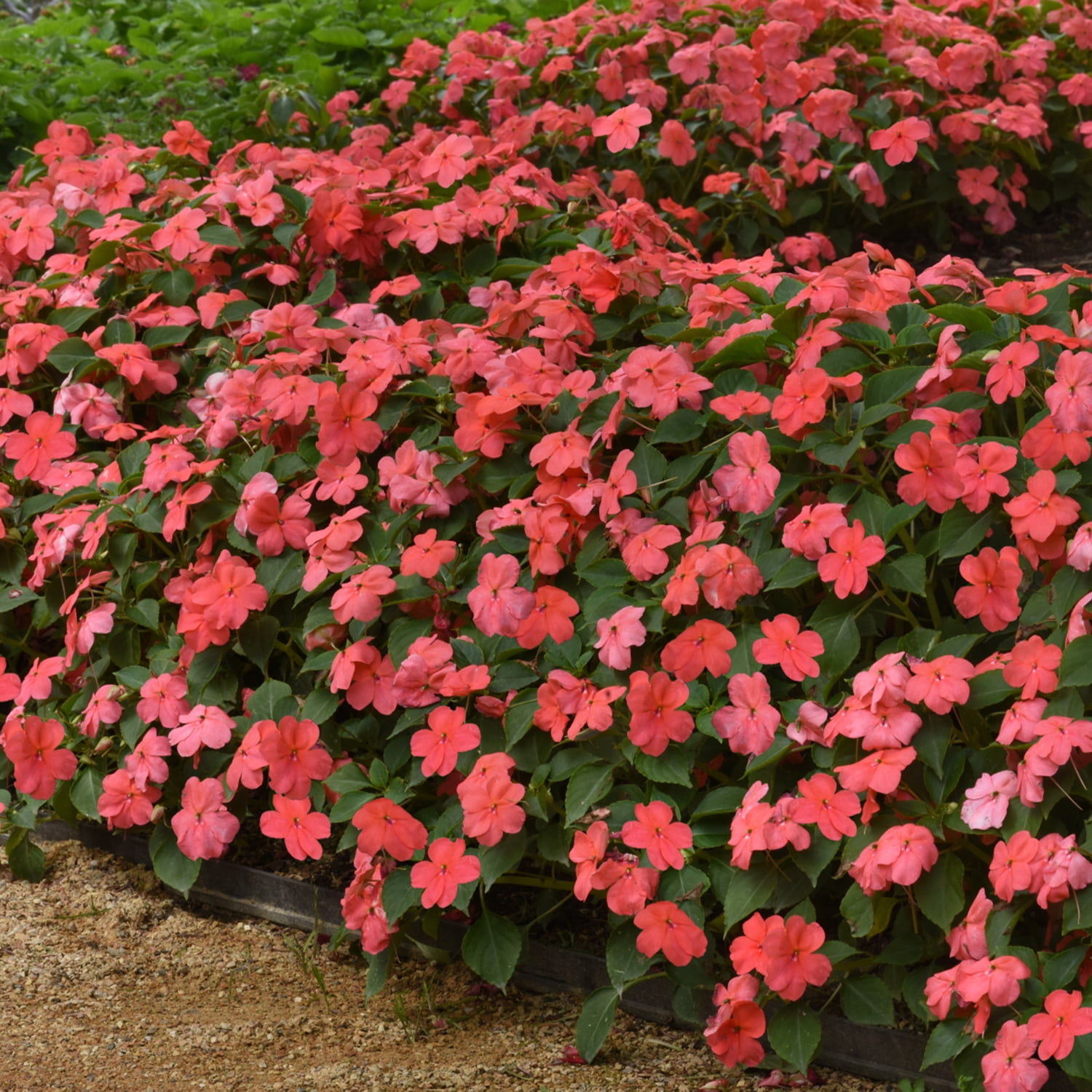 Altman Plants Orange Sunpatiens, 2.5 Qt. Pot, Full Sun to Part Shade, Flowering Live Plants