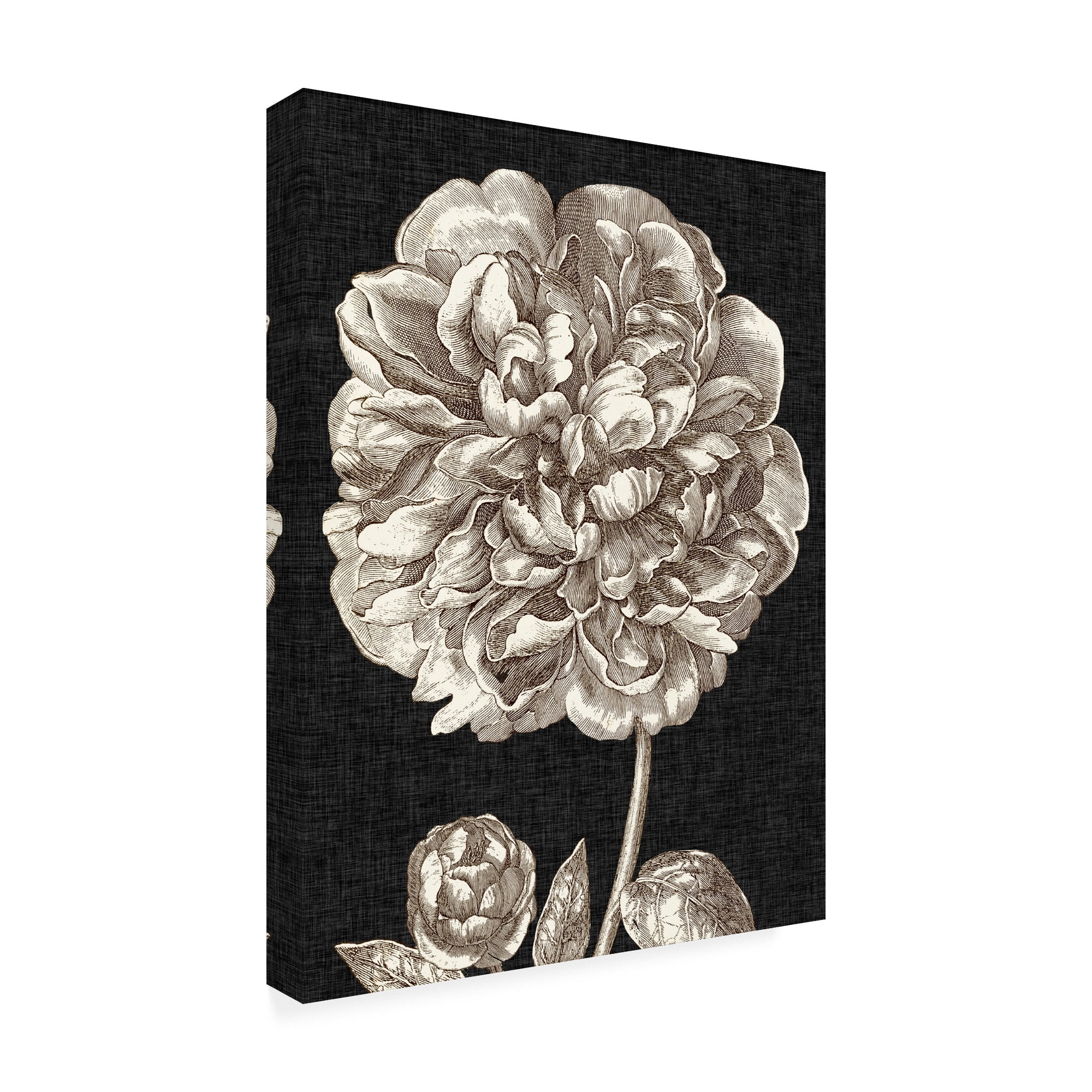 Trademark Fine Art 'Dramatic Peony II' Canvas Art by Vision Studio