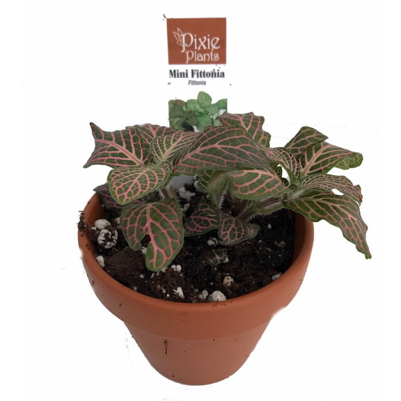 Pink Nerve Plant - Fittonia - Terrarium/Fairy Garden/House Plant - 3" Clay Pot