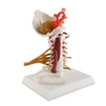 thumbnail image 3 of Modelo de Columna Cervical, Modelo de Nervios Espinales de Tamamo Flexible de la Vida., 3 of 7