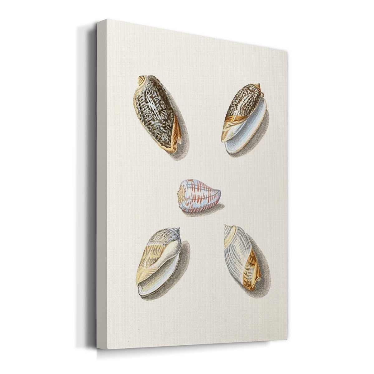 Pastel Knorr Shells III Premium Gallery Wrapped Canvas - Ready to Hang