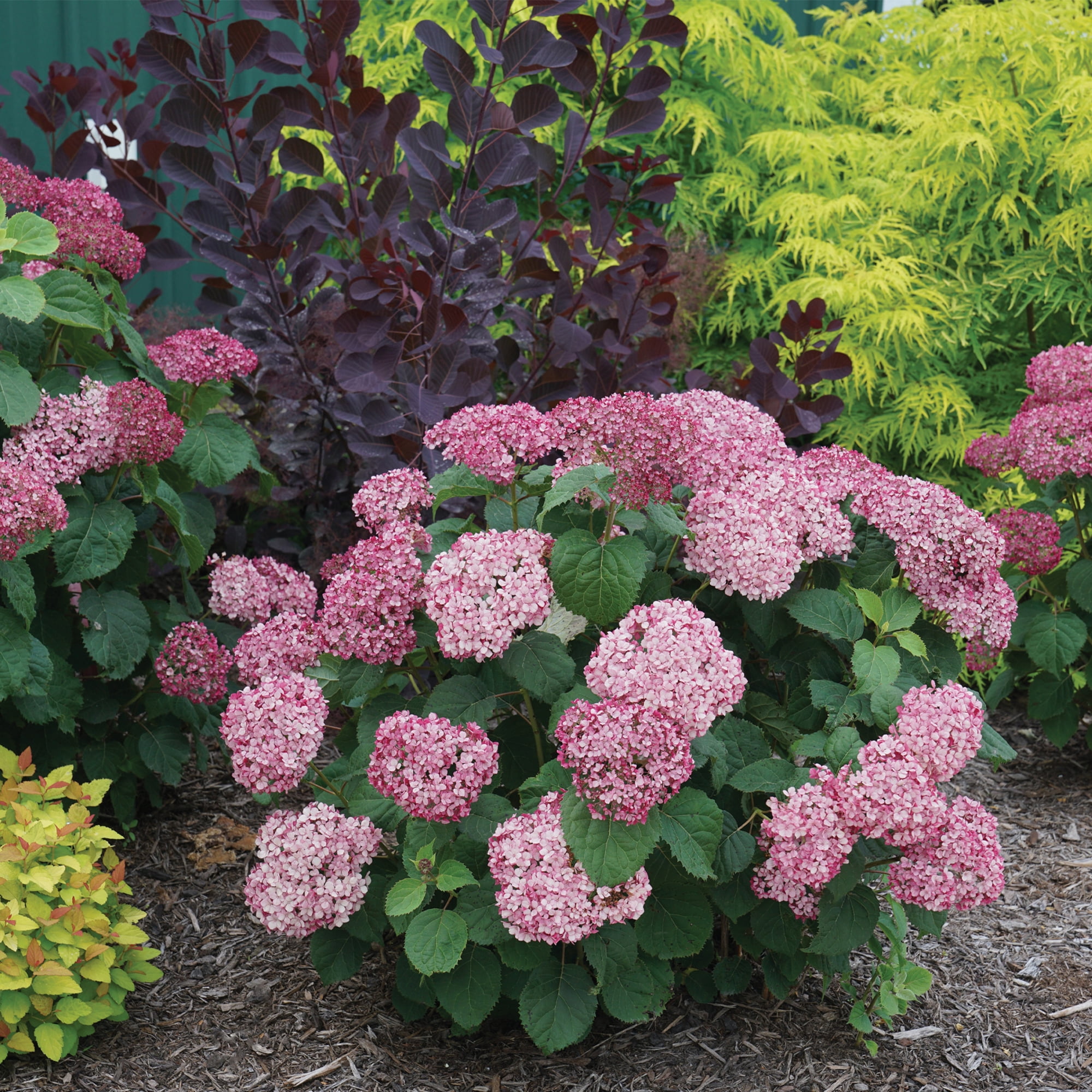 Proven Winners ColorChoice Invincibelle Mini Mauvette Hydrangea Live Shrub (2 Gallon)