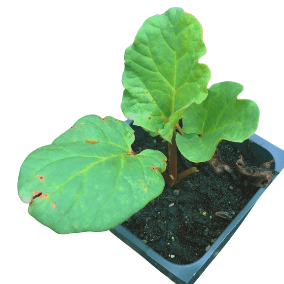 Organic Victoria Rhubarb (Rheum rhabarbarum) Live Plant in 2.5-inch Pot by Smoke Camp Crafts