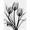 thumbnail image 3 of Koetsier, Albert 15x18 Black Modern Framed Museum Art Print Titled - Tulips, 3 of 5
