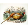 thumbnail image 3 of Elliot, David 18x14 Black Modern Framed Museum Art Print Titled - Shaws Pheasant, 3 of 5