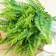 thumbnail image 5 of Tenedores artificiales Injueey 12 Uds Helecho Plantas Verdes, 5 of 6