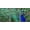 BLACK, variant on wall26 - 3 Piece Framed Canvas Wall Art - Male Peacock Displaying His Colorful Feathers - Modern Home Art Stretched and Framed Ready to Hang - 16"x24"x3 WHITE