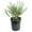 1 Plant, variant on Silver Saw Palmetto - Live Plant in a 4 Inch Growers Pot - Serenoa Repens Silver - Native Ornamental Palms from Florida