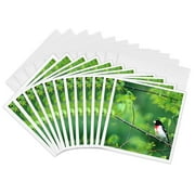 3dRose, Rose-breasted Grosbeak male in Common Hackberry tree, Marion, IL, 12 Greeting Cards with envelopes