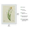 thumbnail image 2 of Tuberose (Tuberosa)- From the Book: Selection of the Most Beautiful Flowers-Vintage Botanical Illustration by Pierre-Joseph Redouté c.1833-Japanese Unryu Rice Paper Art Print (Unframed) 12 x 16 in, 2 of 4