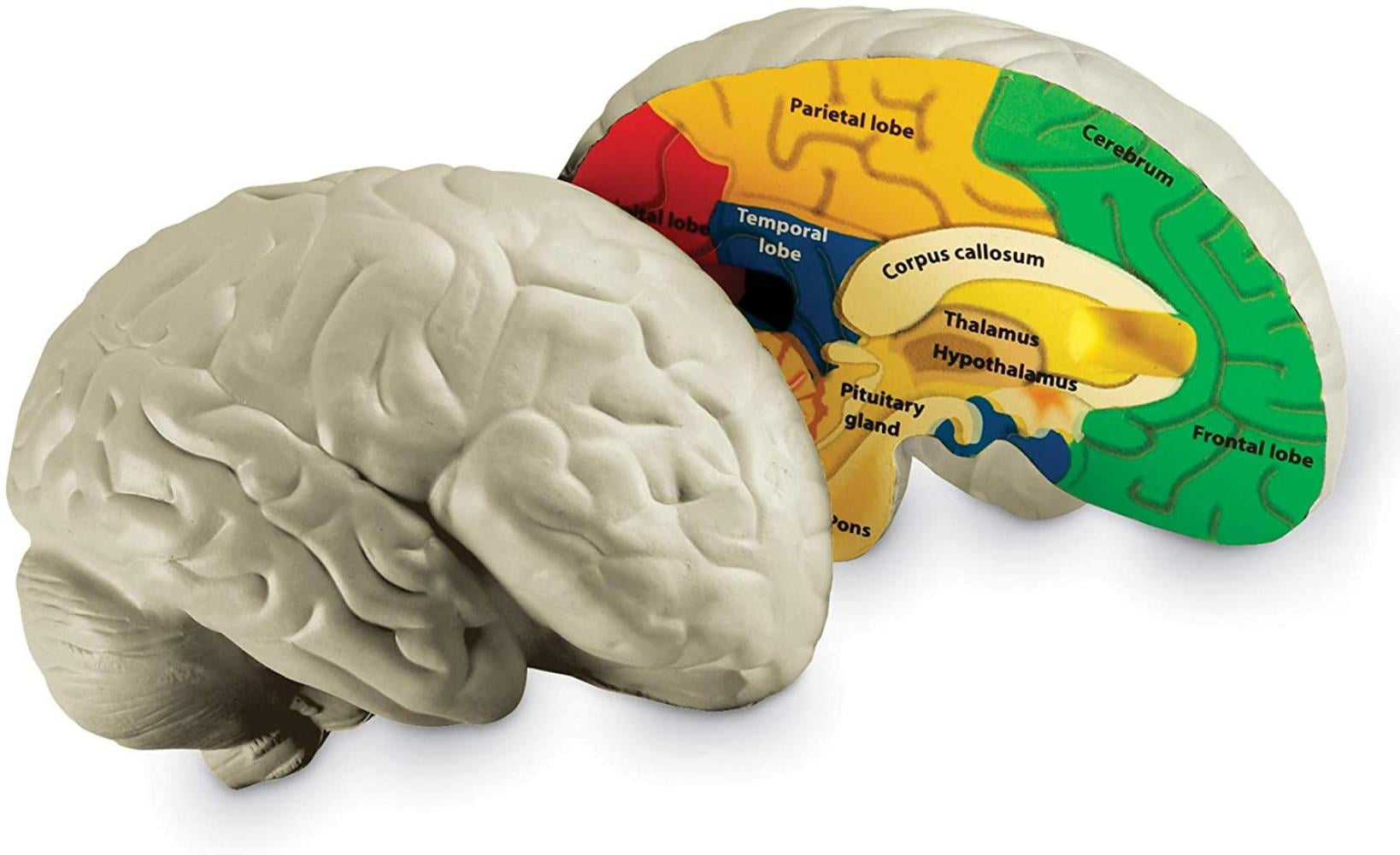 Набор Learning resources Human Anatomy model Brain